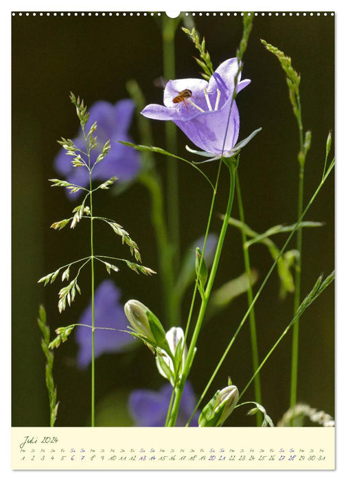 Blütenzauber im Garten (CALVENDO Premium Wandkalender 2024)