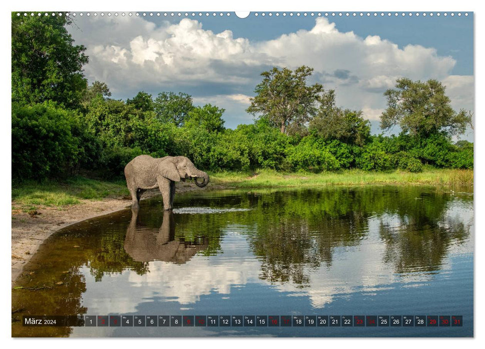 Afrikas Tierwelt, Safari im südlichen Afrika (CALVENDO Premium Wandkalender 2024)
