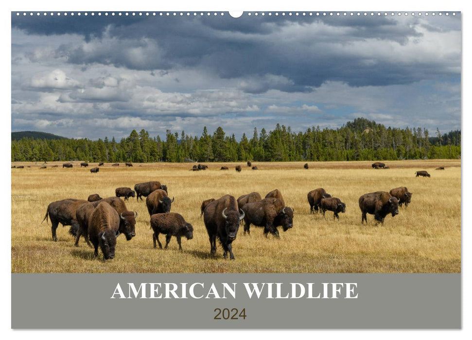American Wildlife (CALVENDO Wandkalender 2024)