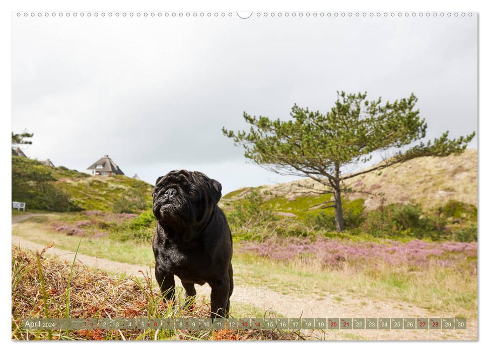 Sylt - Insel der Möpse (CALVENDO Wandkalender 2024)