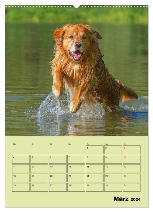 Jahresplaner Golden Retriever (CALVENDO Wandkalender 2024)