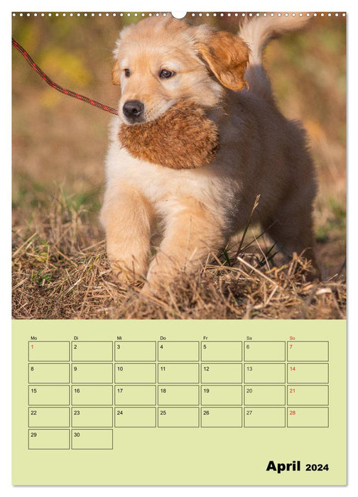 Jahresplaner Golden Retriever (CALVENDO Wandkalender 2024)