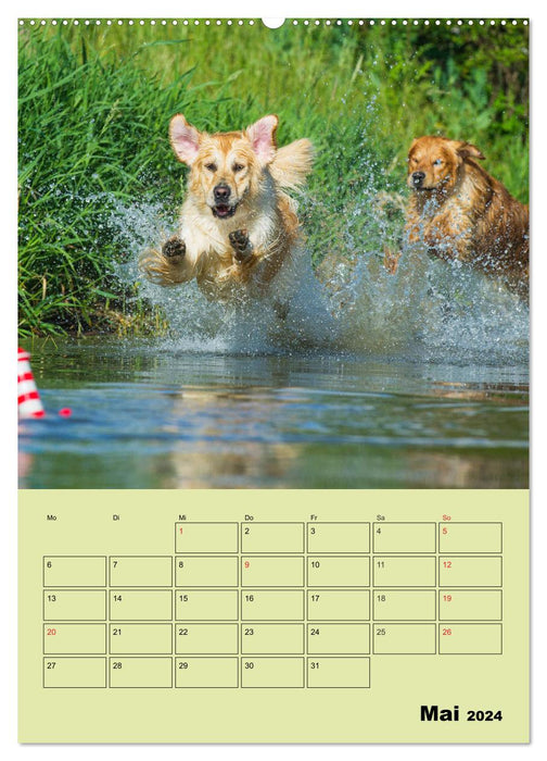 Jahresplaner Golden Retriever (CALVENDO Wandkalender 2024)