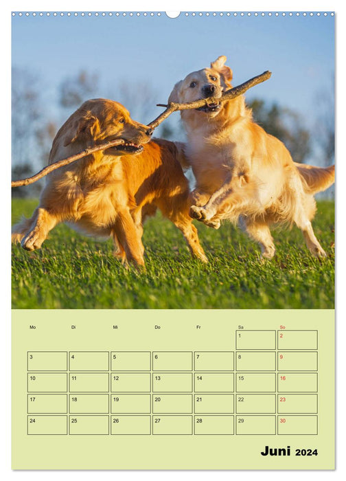 Jahresplaner Golden Retriever (CALVENDO Wandkalender 2024)