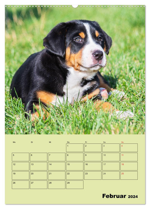Familienplaner Großer Schweizer Sennenhund (CALVENDO Wandkalender 2024)