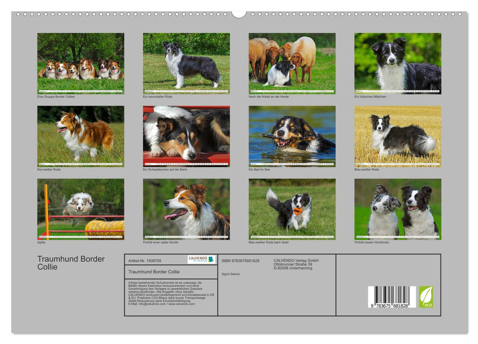 Dream Dog Border Collie (Calvendo Premium Calendrier mural 2024) 