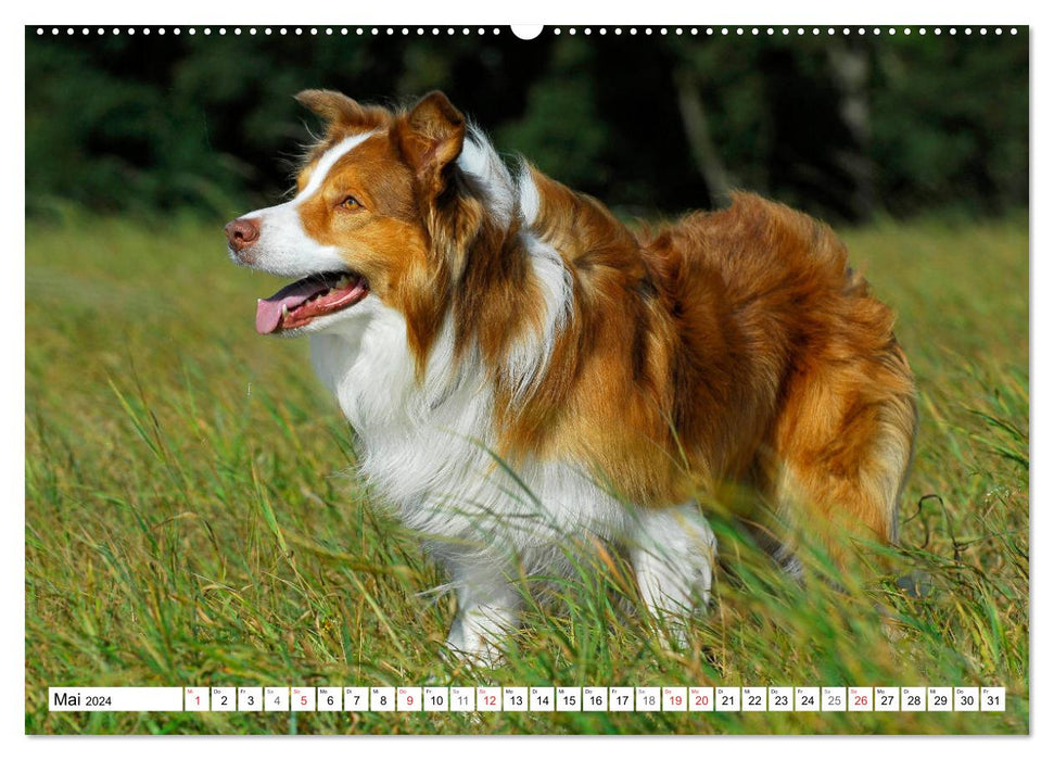 Dream Dog Border Collie (CALVENDO Premium Wall Calendar 2024) 