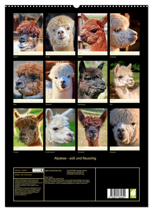 Alpacas - sweet and fluffy (CALVENDO Premium Wall Calendar 2024) 