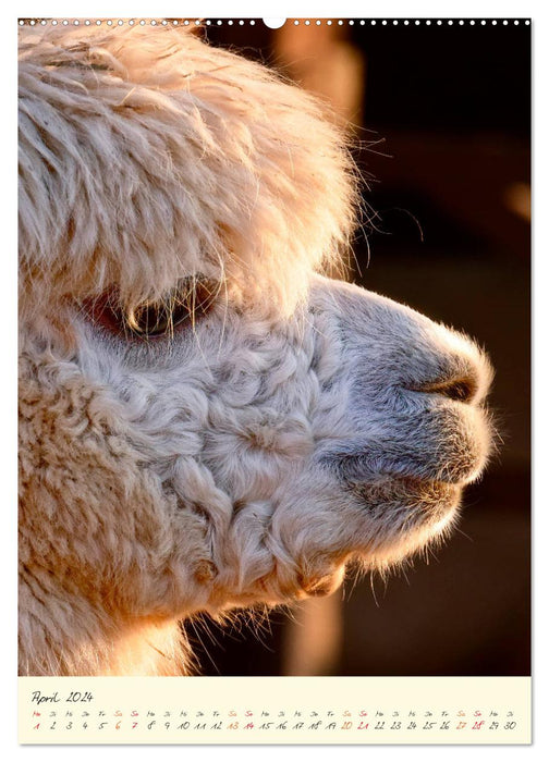 Alpacas - sweet and fluffy (CALVENDO Premium Wall Calendar 2024) 