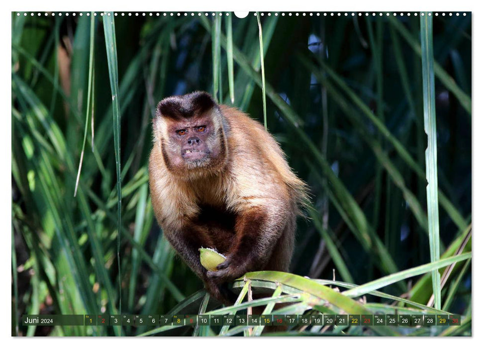 Tierparadies Pantanal (CALVENDO Premium Wandkalender 2024)