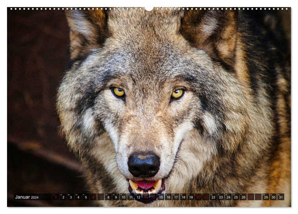 Begegnung mit dem Wolf (CALVENDO Premium Wandkalender 2024)