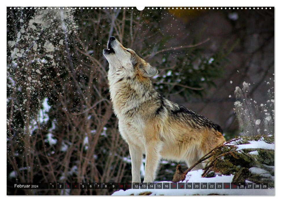 Begegnung mit dem Wolf (CALVENDO Premium Wandkalender 2024)