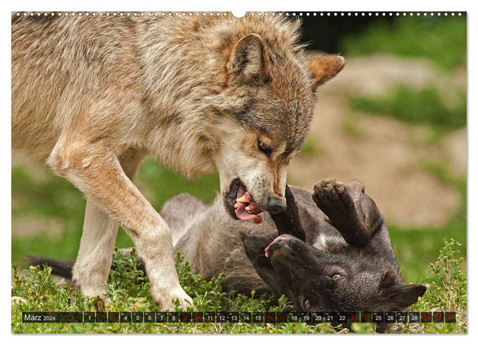 Begegnung mit dem Wolf (CALVENDO Premium Wandkalender 2024)