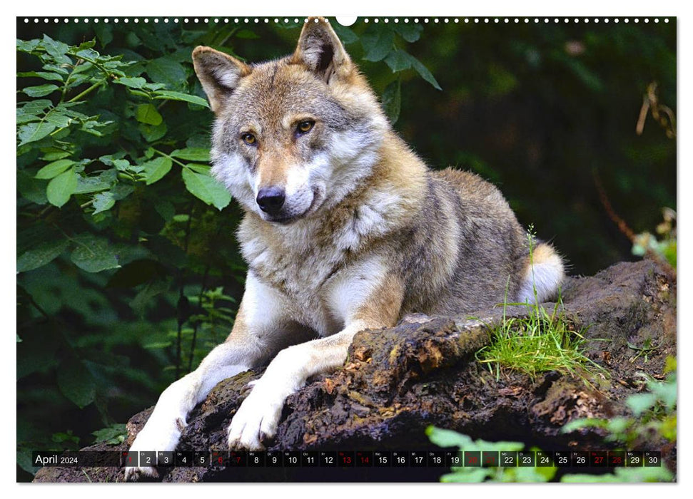 Encounter with the Wolf (CALVENDO Premium Wall Calendar 2024) 