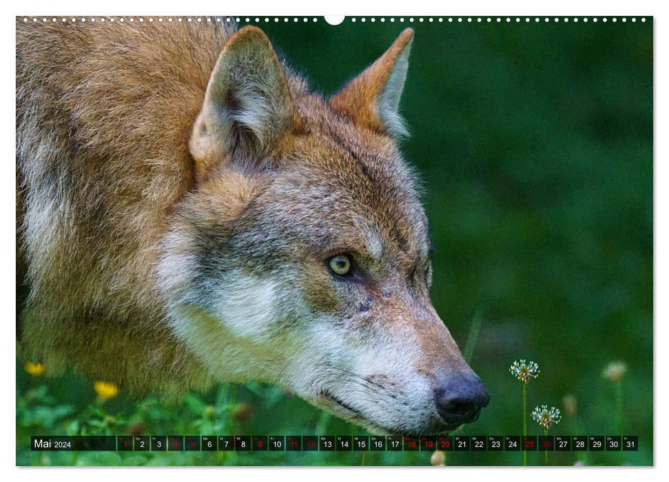 Encounter with the Wolf (CALVENDO Premium Wall Calendar 2024) 