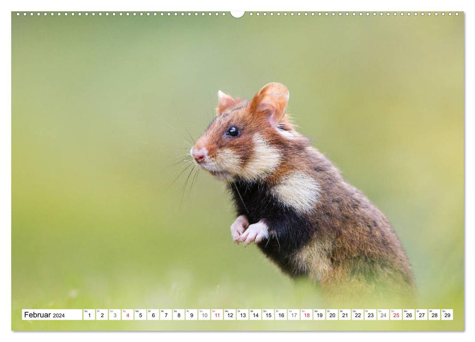 Hamsters des champs copieux - rongeurs colorés dans les habitats urbains (calendrier mural CALVENDO 2024) 