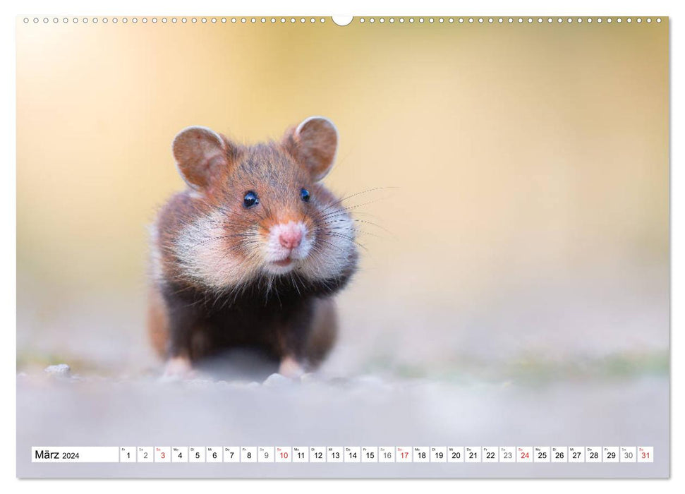 Hamsters des champs copieux - rongeurs colorés dans les habitats urbains (calendrier mural CALVENDO 2024) 