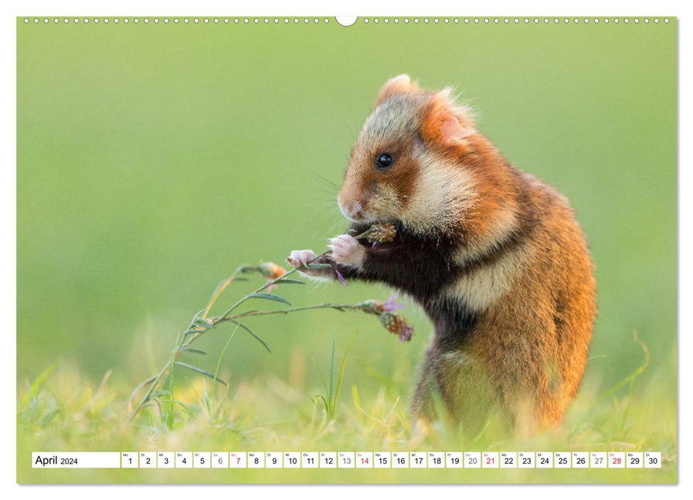 Hamsters des champs copieux - rongeurs colorés dans les habitats urbains (calendrier mural CALVENDO 2024) 