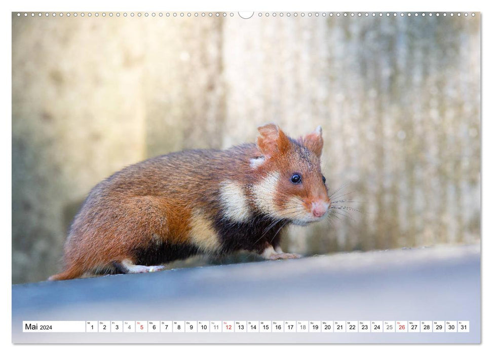 Hamsters des champs copieux - rongeurs colorés dans les habitats urbains (calendrier mural CALVENDO 2024) 