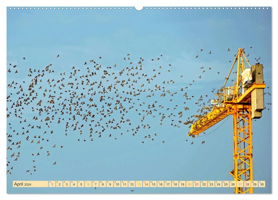 Cranes - extremely strong workhorses (CALVENDO Premium Wall Calendar 2024) 
