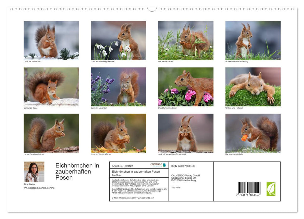 Squirrels in magical poses (CALVENDO Premium Wall Calendar 2024) 