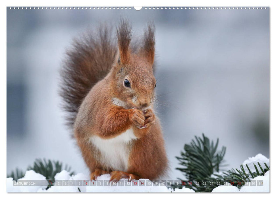 Squirrels in magical poses (CALVENDO Premium Wall Calendar 2024) 