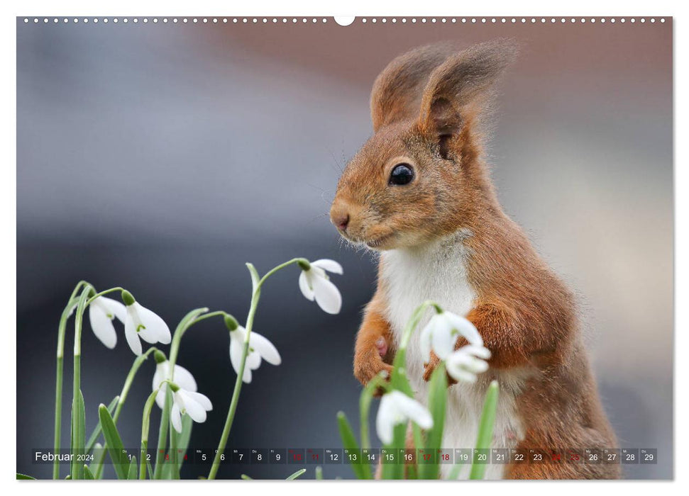 Squirrels in magical poses (CALVENDO Premium Wall Calendar 2024) 