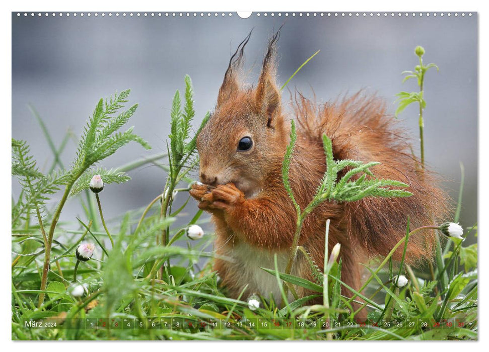 Squirrels in magical poses (CALVENDO Premium Wall Calendar 2024) 