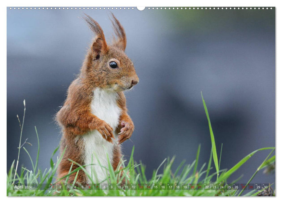 Squirrels in magical poses (CALVENDO Premium Wall Calendar 2024) 