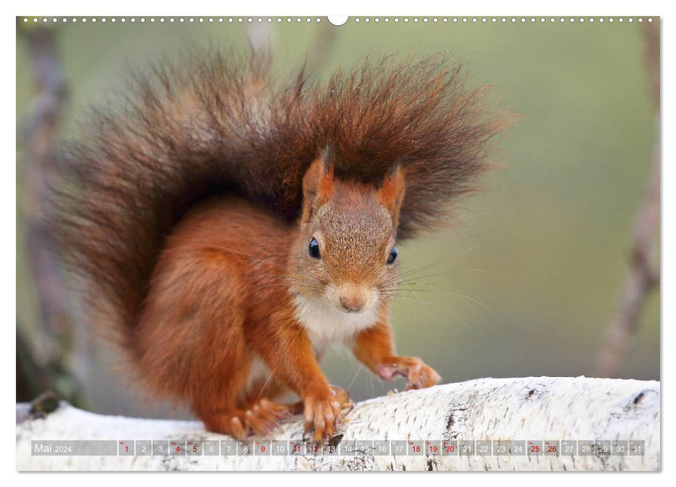 Squirrels in magical poses (CALVENDO Premium Wall Calendar 2024) 