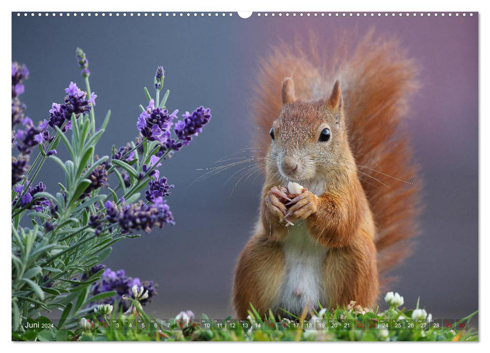 Squirrels in magical poses (CALVENDO Premium Wall Calendar 2024) 