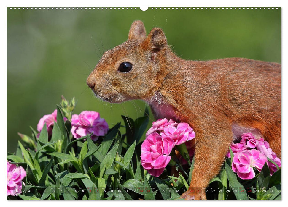 Squirrels in magical poses (CALVENDO Premium Wall Calendar 2024) 