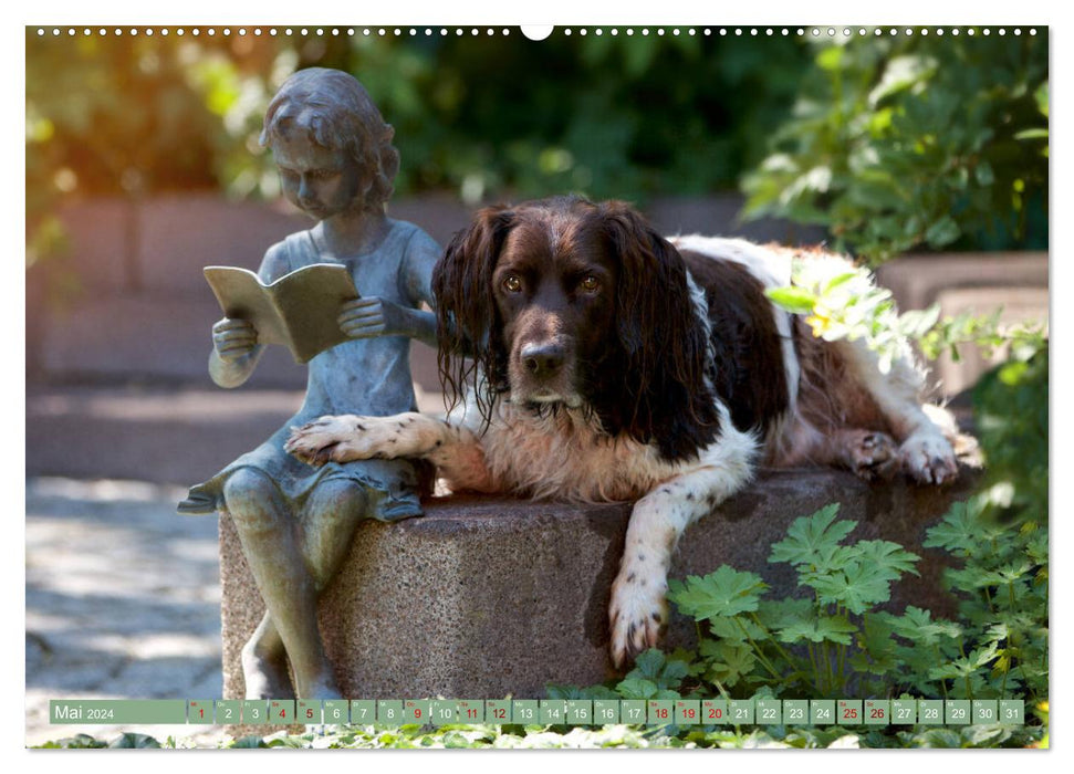 Passion Hunting Dog - Small Münsterländer (CALVENDO Premium Wall Calendar 2024) 