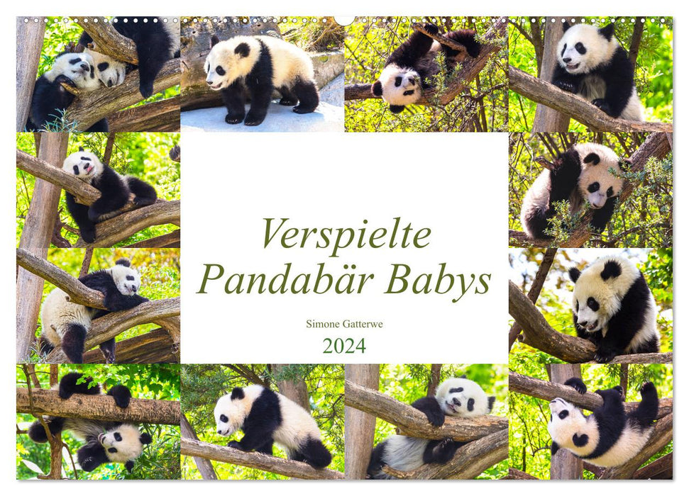 Pandabär Babys (CALVENDO Wandkalender 2024)