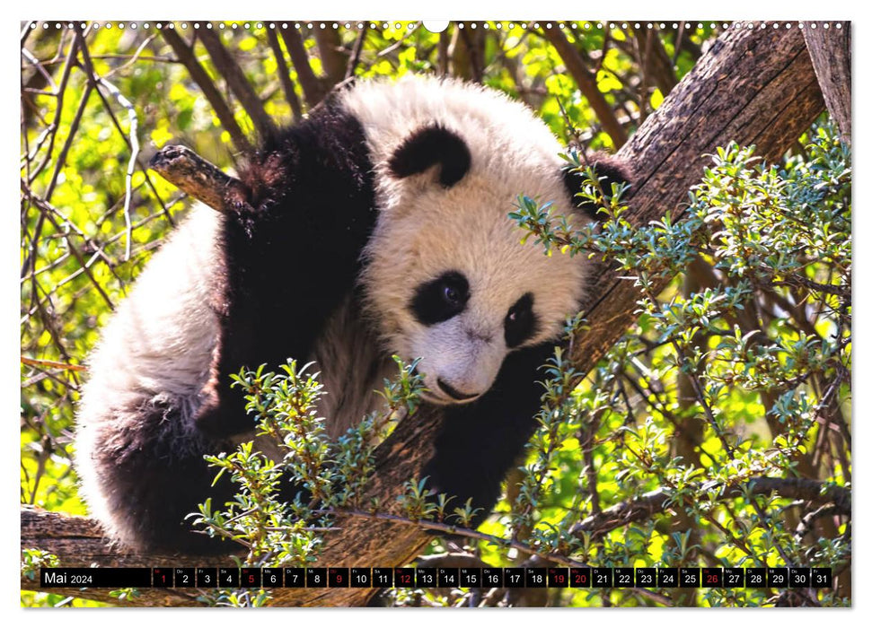 Pandabär Babys (CALVENDO Wandkalender 2024)