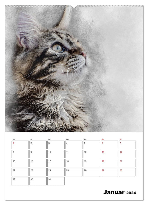 Maine Coon Katzen (CALVENDO Premium Wandkalender 2024)