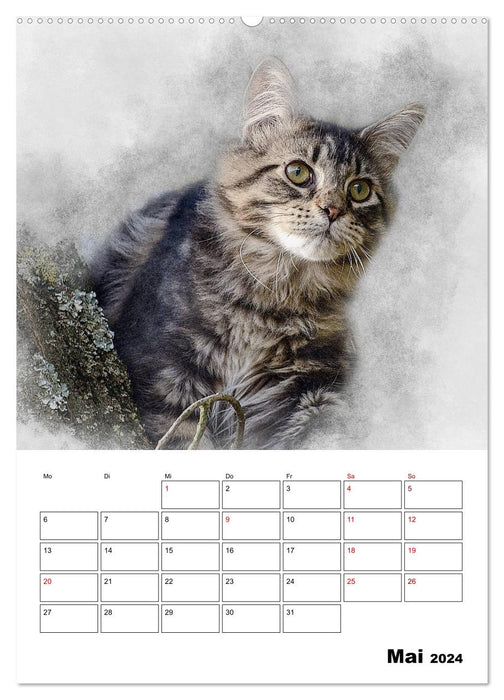 Maine Coon Katzen (CALVENDO Premium Wandkalender 2024)