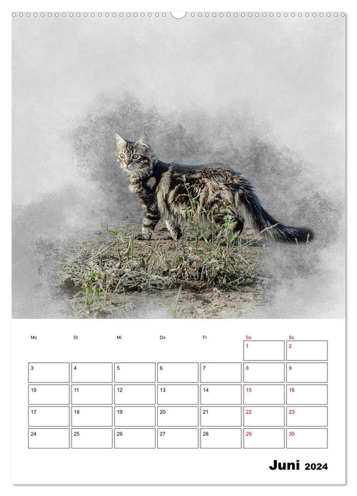 Maine Coon Katzen (CALVENDO Premium Wandkalender 2024)