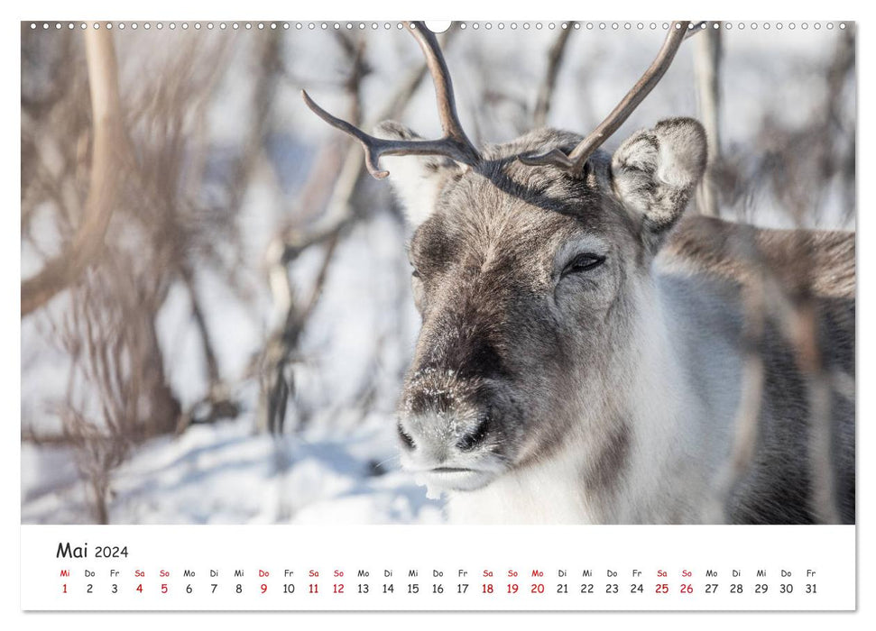 Rentiere (CALVENDO Premium Wandkalender 2024)