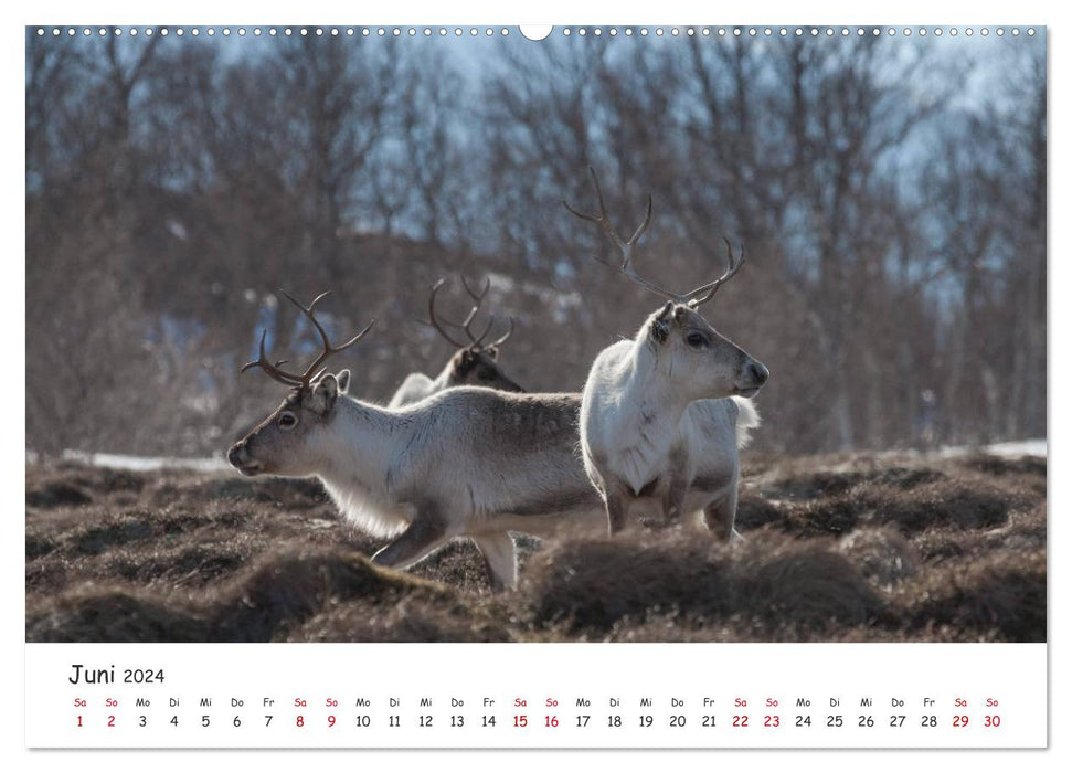 Rentiere (CALVENDO Premium Wandkalender 2024)