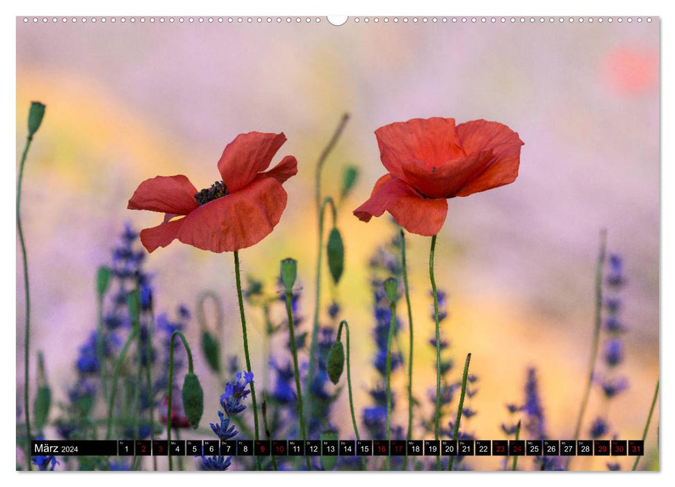 Provence im Rausch der Farben (CALVENDO Premium Wandkalender 2024)