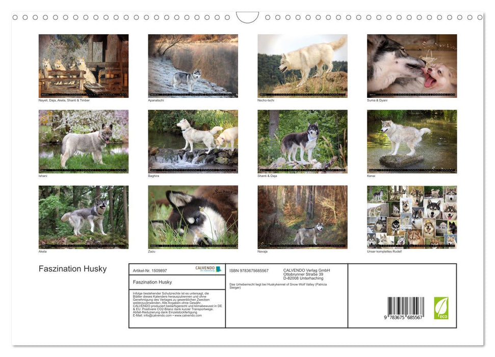 Faszination Husky (CALVENDO Wandkalender 2024)