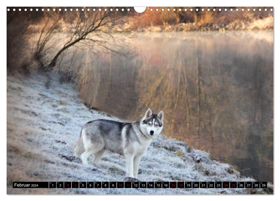 Faszination Husky (CALVENDO Wandkalender 2024)