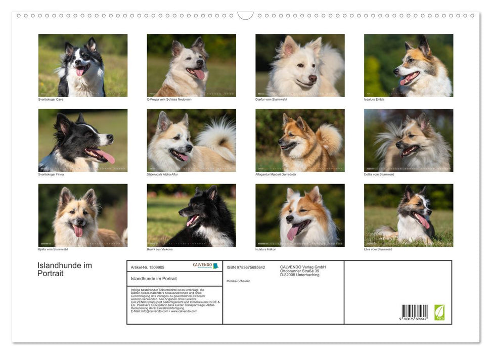 Islandhunde im Portrait (CALVENDO Wandkalender 2024)