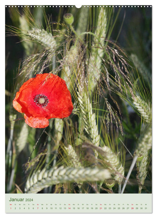 Mohn im Feld (CALVENDO Wandkalender 2024)