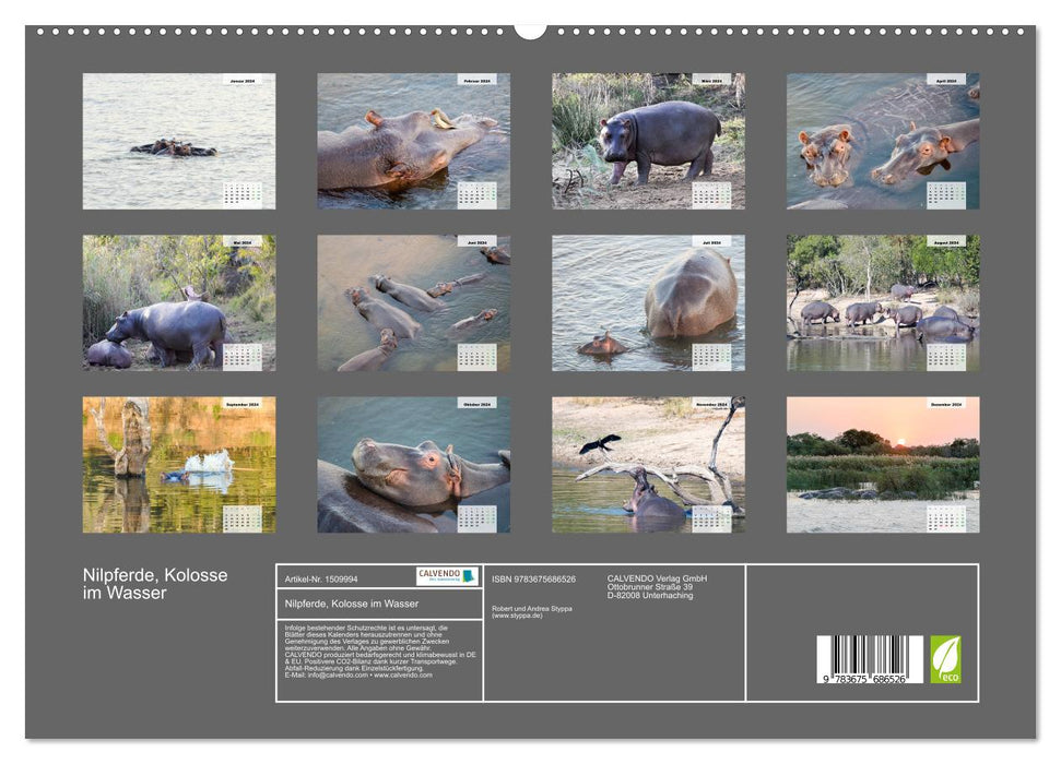 Hippopotames, colosses dans l'eau (Calendrier mural CALVENDO Premium 2024) 