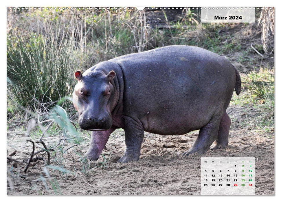 Hippos, colossi in the water (CALVENDO Premium Wall Calendar 2024) 