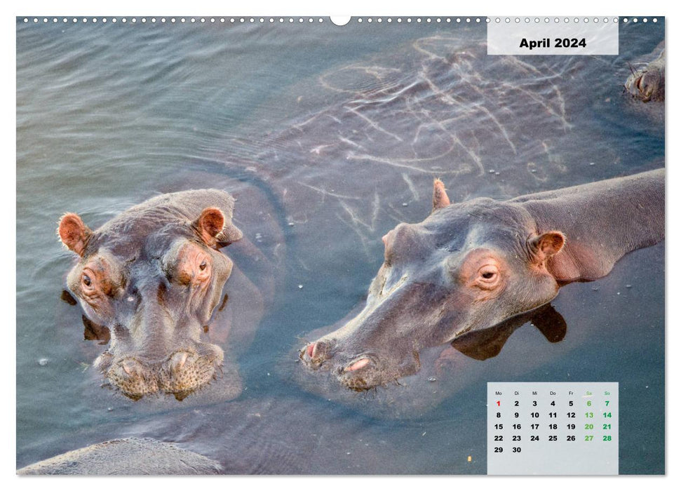 Hippopotames, colosses dans l'eau (Calendrier mural CALVENDO Premium 2024) 