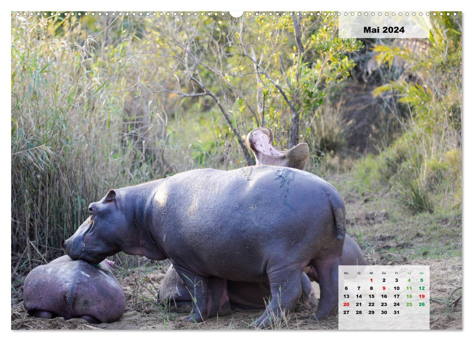 Hippos, colossi in the water (CALVENDO Premium Wall Calendar 2024) 