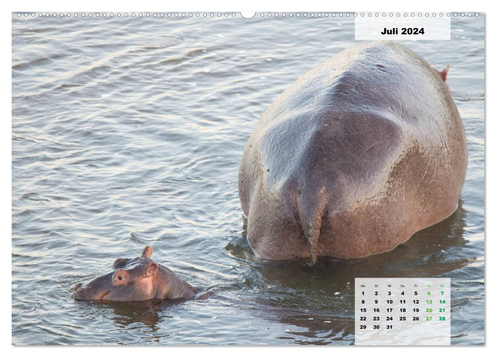 Hippopotames, colosses dans l'eau (Calendrier mural CALVENDO Premium 2024) 